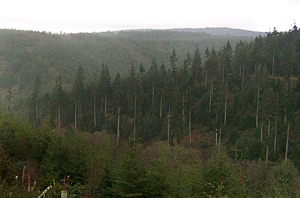 forest